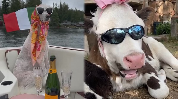 Surprising Animals Reaction with Owners You Will Love to See