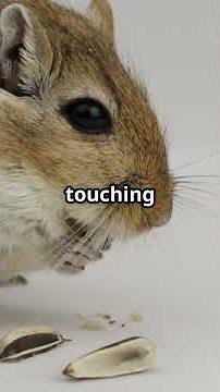 The Gerbil: A Tiny Desert Explorer… Who Barely Drinks Water!#animals #shots #facts #curiosidades