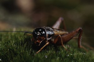 Un meraviglioso video svela il linguaggio segreto dei grilli