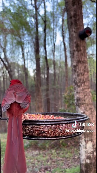 The cardinal wanted to put on a show at the bird feeder today #bird #wildlife #nature #asmreating #fyp #cardinals
