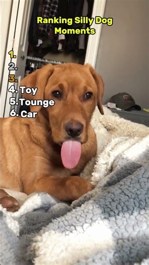Silly Dog Moments