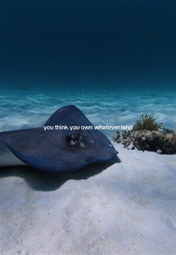 it’s their planet too 🩵 #ocean #oceanlife #underwater #diving #sea | ocean