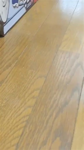 The way that turtle pivots makes me think he knows exactly how to work the skateboard 😆 #catreels #cat #catloverusa #catvideos | Food and drink
