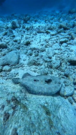 Camouflage Flatfish Waterworld Archives #flatfish #oceanlife #ocean