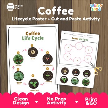 Coffee Life Cycle Activity Cut and Paste Worksheet Science Plant Growth Food