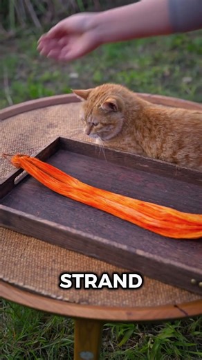 These Simple cocoon Transforms into a living Masterpiece 🤯