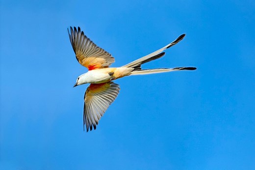 The Flycatcher Birds: Midair Masters