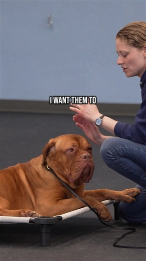 Become a Certified Dog Trainer with Method K9 Institute