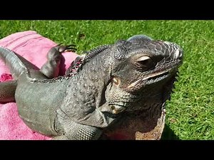 What are the dewflap, third-eye, and spines on a green iguana?