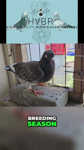 Adorable Tortoiseshell Breeding Season Fun!