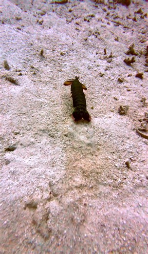 Peacock mantis shrimp: can break aquarium glass. A master of sensory superpowers and explosive predation #keepdiving #adventuredive #oceanlife #scubadiving #underwaterworld | Long Journey