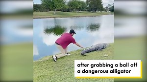 Golf ball lands on alligator and this guy goes for it
