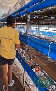 Growth is a process: Our Day 3 Statistics -Average weight per chick: 77–100grams -Body temperature: 40.6–41.7°C -Daily feed intake per chick: 10–15 grams Daily water intake per chick: 20–25 mL (roughly double the feed intake) -Brooding temperature 32–35°C -Relative humidity in the brooding area: 60–73% -Light duration: 24hours light, -Mortality rate: ≤0.1% (cumulative by Day3) Lets grow✊️💪😍 #ababroilerfarmer #PoultryFarmer #FarmLife #plus2valuefarms | Plus2value farms