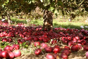 How to Save Apple Trees After Rodent Damage