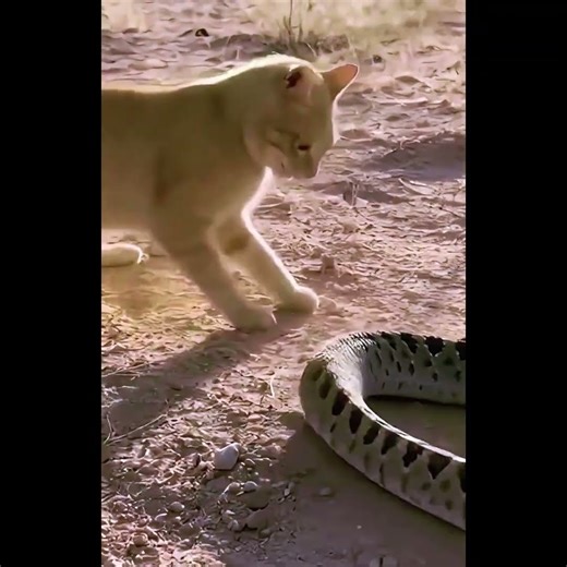 Desert Cat Faces Off With A Snake!