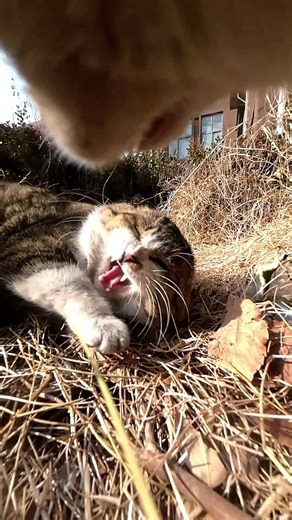 Maxwell Meets Tabby Cat: A Friendly Reunion