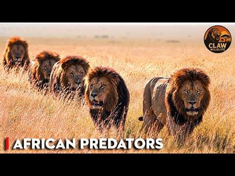 Brotherhood of Lions: How Male Coalitions Control the Savannah | Wildlife Documentary
