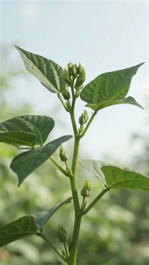 Photorealistic 4K time-lapse of a bean plant's growth. Starting with a macro