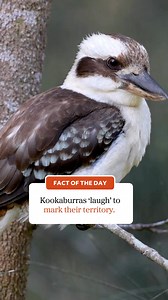 🔎 Fact of the day Did you know? Kookaburras ‘laugh’ to mark their territory. #ausgeo #didyouknow #factoftheday #australia #wildlife #kookaburras | Australian Geographic