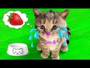 NEW LITTLE KITTEN ADVENTURE VERY LONG SPECIAL AND SPECIAL CARTOON ANIMATION - FULL CATS VIDEOS