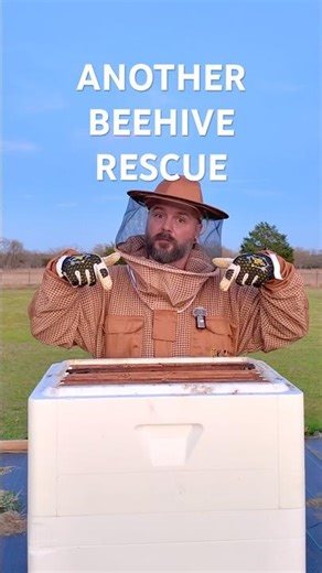 Another Hive Rescued into the Primal Bee Deep Hive! 🐝 #beekeeper #beekeeping #homesteading #diy