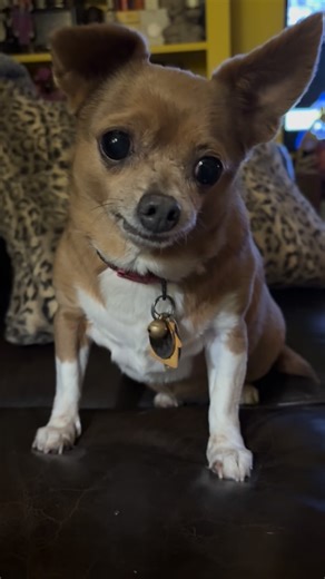 Edie on Instagram: "Edie making her usual mess eating cheese…#littleediethechi #chiweenies #chiweeniesofinsta #chiweeniesofinstagram #chiweeniesofig #chiweenie #chiweenienation #chiweenielove #dogsofinstagram #littleediethechiweenie #chiweeniesonly #dogs #dog #dogsofinsta #dogsofig #chiweeniesofinstagram🐾 #dogsofinstagram❤️ #dogseating #dogschewing #cheese #dogseatingcheese #cheesetax #cheeselover"