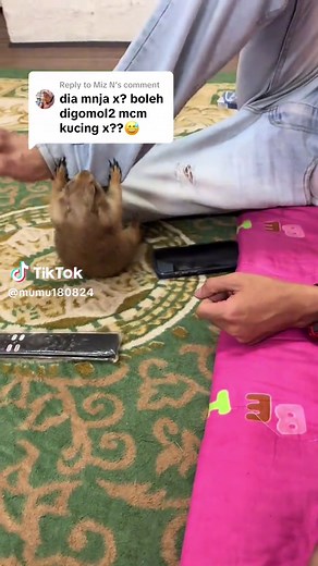 Prairie Dog Screaming: A Funny Compilation