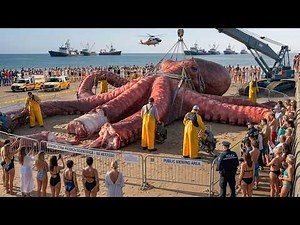 Pulling Giant Octopus from the Deep – Inside Japan’s Extreme Fishing Operation