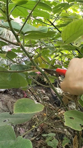 How to prune fig trees and plant cotting