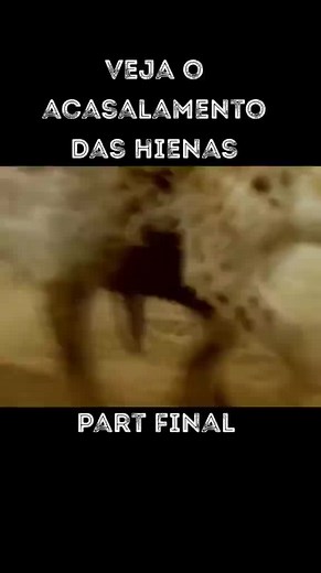 Spotted Hyena Giving Birth | Rare Footage of Hyena Birth Process