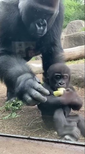 Baby Gorilla Needs His Dad 🥺🦍 | Pure Love Moment #gorilla #zoo #animals #funny #cute #monkey