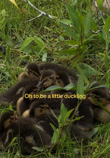 Baby sighting on my walk today #babyducks #naturewalks #ducklings #babyanimals