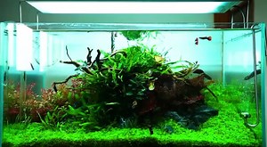 14 reactions | Chihiros A Plus Series Aquarium LED Light! Full...