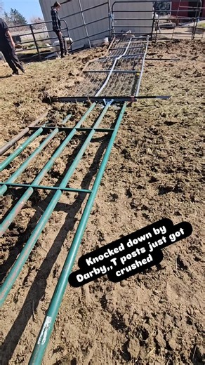 Buster's Barn 🐓💞🐷🐃🐖🐽🦙🐏 on Instagram: "So we had Darby penned in but just as Mike was ready to load him he jumped over and on top of heavy duty pipe corals and bent 2 T posts down as panels fell"