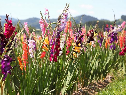 How To Grow Gladioli - Bunnings Australia