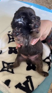 Frenchie Puppy Milk Wasted 🤭😍 #frenchiereels #puppyreels #ilovemydog | FrenchieGiorgia