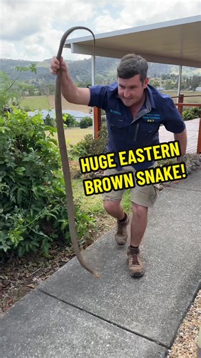 Capture of Massive Eastern Brown Snake by Snake Catcher