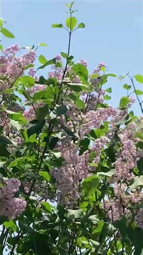 Red-Tailed Hawk FLYING HIGH SPEED PAST LILACS #nature #wildlife #animals #birds #shortvideo #shorts