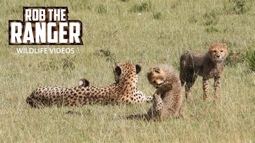 Two cheetah cubs dash across plains with attentive mother