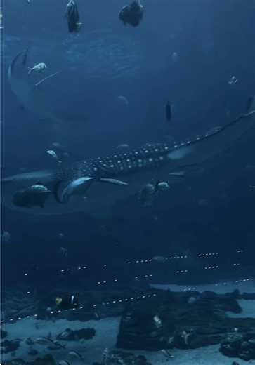 Georgia Aquarium whale sharks: best aquarium visit guide