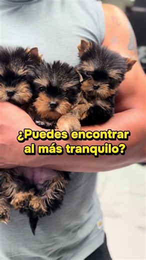 Yorkshire Terrier Puppies with Different Personalities