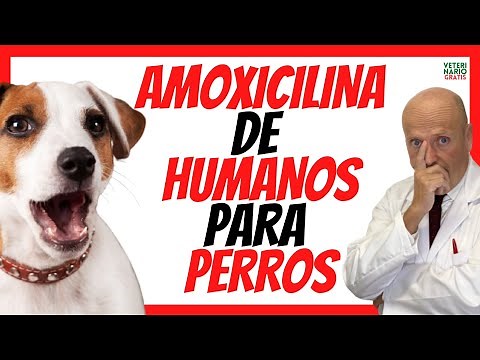 ❤️ HUMAN AMOXICILLIN FOR DOGS 👉 HOW TO CALCULATE THE DOSE OF AMOXICILIN IN DOGS