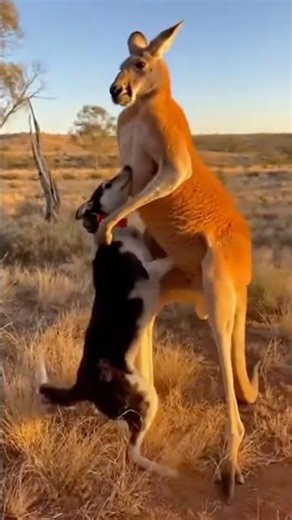 MAN LAUNCHES KANGAROO TO SAVE DOG