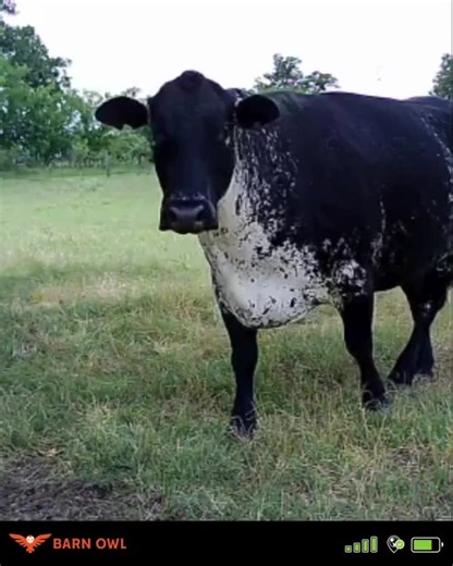 Well hello, sweet face – we see you striking a pose for the Barn Owl camera like you're ready for your close-up! Whether they're curious, camera-ready, or just checking in, our cows can’t resist sneaking a peek. With Barn Owl cameras out in the pasture, you get front-row seats to all the cuteness, sass, and pasture drama—no matter where you are. #BarnOwlCamera #PasturePaparazzi #CowContent