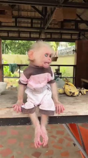 Cute monkey video