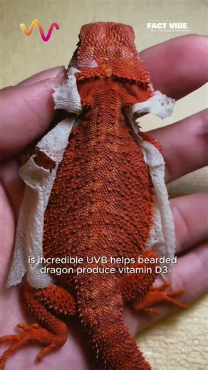 The UVB Lamp Changed Everything for This Bearded Dragon! 🦎 #vet #medicine #funfacts #lifehacks