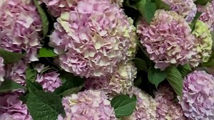 2K views · 311 reactions | Open day today! Come visit our farm today from 8-12.30. Come stroll through 50 000 flowering dahlias (don’t miss the Oranje dahlia area, it’s our favourite!) 李 Google maps: Adene’s farm flowers. Address: Platvlei fruit farm, Wolseley | Adene's farm flowers | Facebook