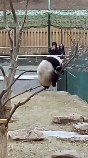 Pokemon Go Content Creator on Instagram: "Pandas are Hardcore 🤘 #pokemon #panda #instafunny"