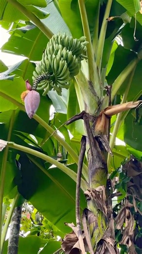 Did you see banana’s tree?🌴 🍌#hainan #iland #china#bnana #equator