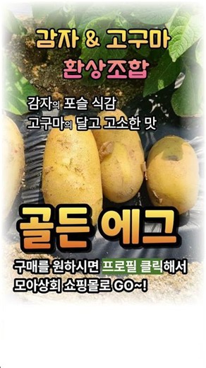 감자의 포슬 식감➕️고구마 단맛 조합. 🔴골든에그🔴 #골든에그 #감자 #고구마